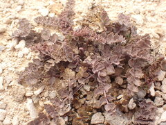 Gingidia enysii enysii