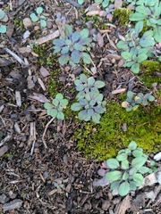Arabidopsis thaliana