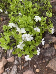 Gardenia resiniflua