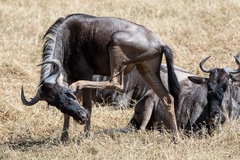 Connochaetes taurinus mearnsi