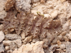 Gingidia enysii enysii