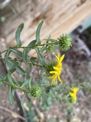 Grindelia squarrosa serrulata