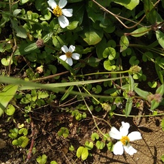 Bidens odorata