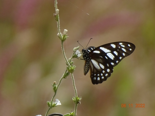 Veined Swordtail