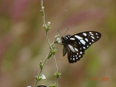 Graphium leonidas