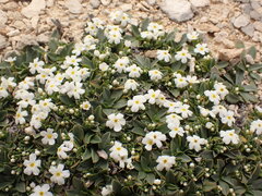Myosotis colensoi