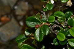 Cotoneaster dammeri