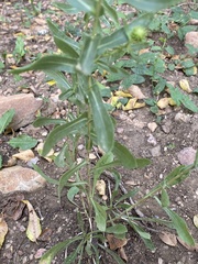 Grindelia squarrosa serrulata