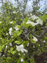 Gardenia resiniflua