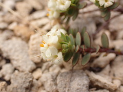 Pimelea prostrata