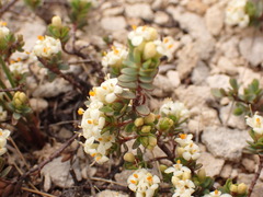 Pimelea prostrata