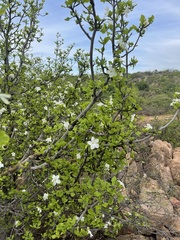 Gardenia resiniflua