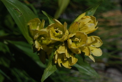 Gentiana punctata