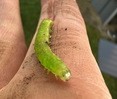 Phlogophora meticulosa