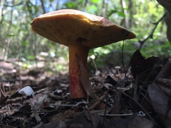 Boletus
