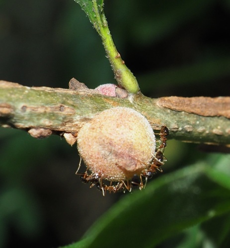 Oak Rough Bulletgall Wasp