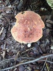 Boletus