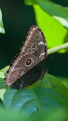 Morpho