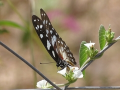 Graphium leonidas