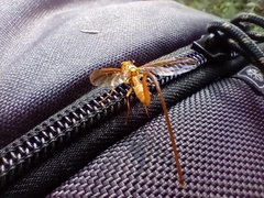 Toxotrypana curvicauda