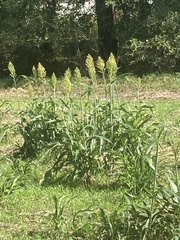 Sorghum bicolor