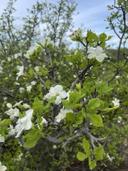 Gardenia resiniflua