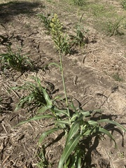 Sorghum bicolor