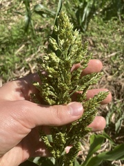 Sorghum bicolor