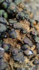 Placidium squamulosum