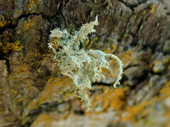 Ramalina subleptocarpha