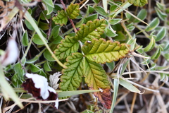 Potentilla discolor