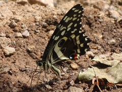 Papilio demodocus