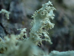 Ramalina subleptocarpha