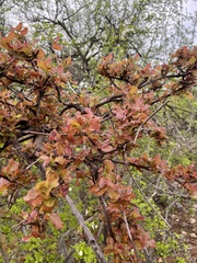 Combretum mossambicense