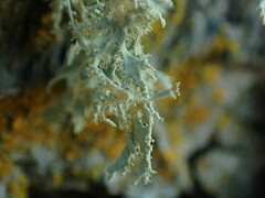 Ramalina subleptocarpha