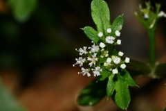 Sanicula petagnioides
