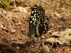 Papilio demodocus
