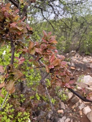 Combretum mossambicense