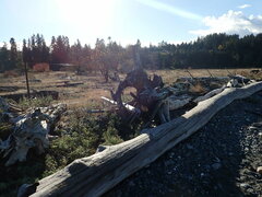 Ramalina subleptocarpha