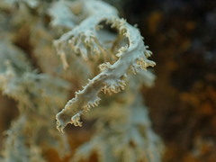 Ramalina subleptocarpha