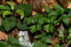 Sanicula petagnioides