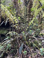 Asplenium acuminatum