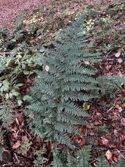 Dryopteris dilatata