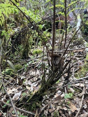 Asplenium acuminatum