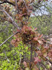 Combretum mossambicense