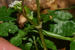 Sanicula petagnioides