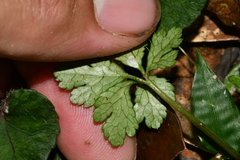 Sanicula petagnioides