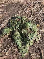 Callirhoe involucrata