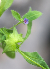 Asperugo procumbens