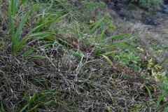 Peucedanum japonicum